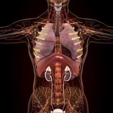 Anatomy of human organs in x-ray view clipart