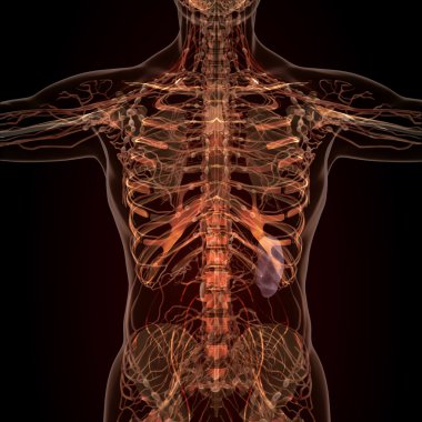 X-ışını görünümünde insan organlarını anatomisi