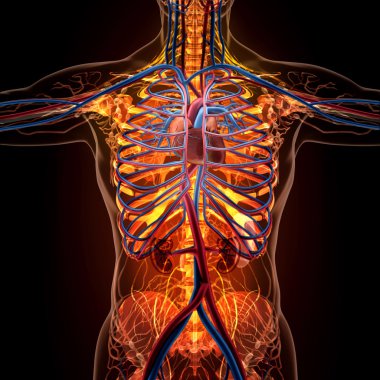 X-ışını görünümünde insan organlarını anatomisi