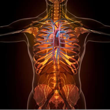 X-ışını görünümünde insan organlarını anatomisi
