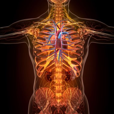 X-ışını görünümünde insan organlarını anatomisi