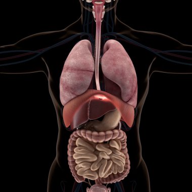 X-ışını görünümünde insan organlarını anatomisi