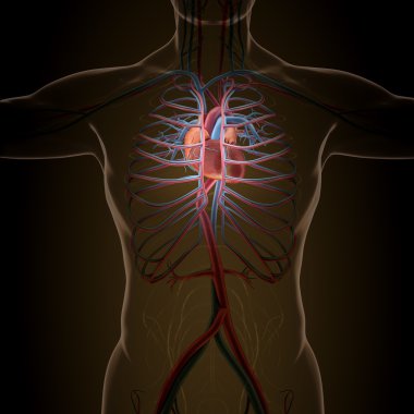 X-ışını görünümünde insan organlarını anatomisi
