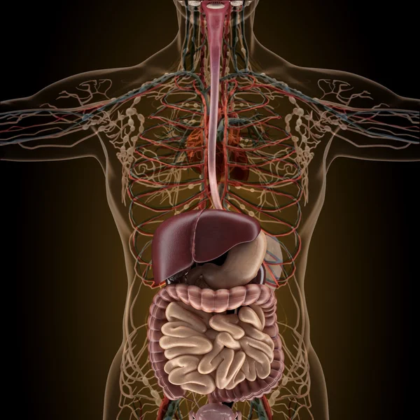 X 線ビューで人体臓器の解剖学 — ストック写真