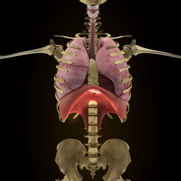 在 x 射线视图中的人体器官的解剖 — 图库照片