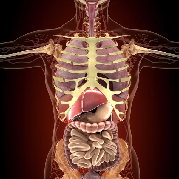 Anatomía de los órganos humanos en la vista de rayos X — Foto de Stock