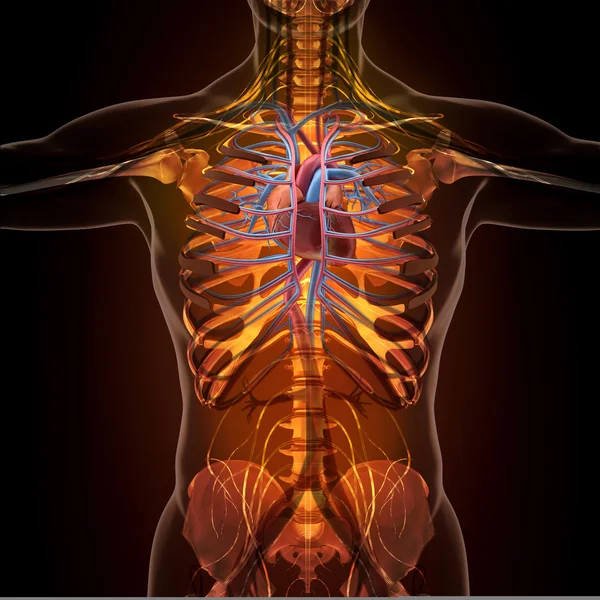 Anatomy of human organs in x-ray view