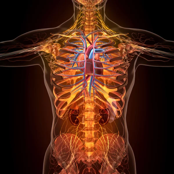 Anatomy of human organs in x-ray view — Stock Photo, Image