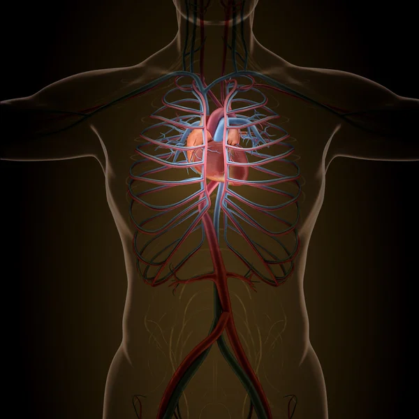 Anatomia dos órgãos humanos na radiografia — Fotografia de Stock