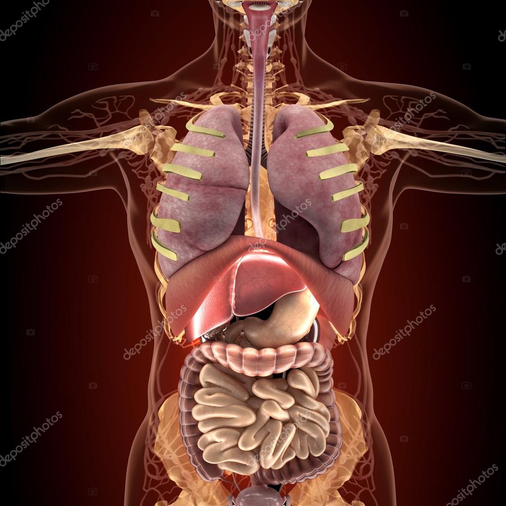 Anatomia dos órgãos humanos na radiografia fotos, imagens de © SectoR ...
