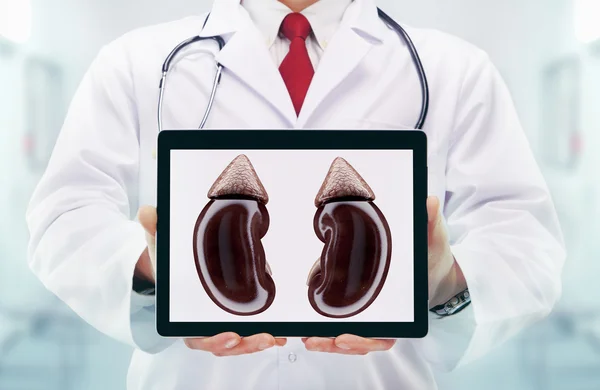 Doctor with stethoscope in a hospital. Kidneys on the tablet