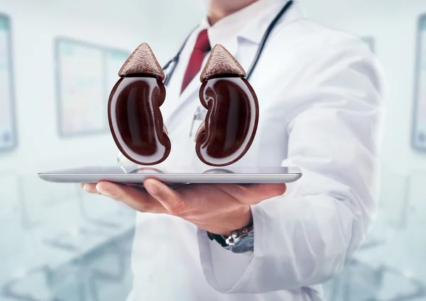 Doktor stetoskop ve böbrekler üzerinde bir hastane elinde