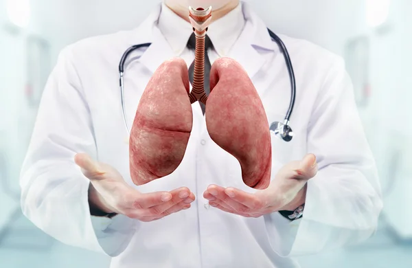 Arts met een stethoscoop en longen op de handen in een ziekenhuis — Stockfoto
