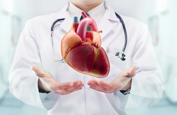 Läkare med stetoskop och hjärta på händerna på ett sjukhus Stockbild