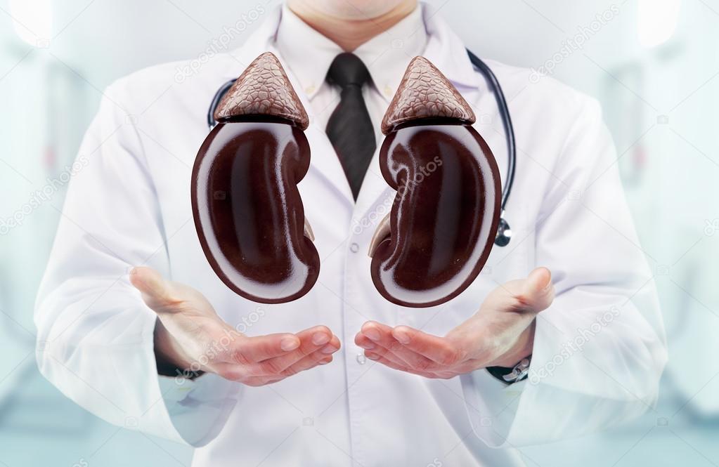 Doctor with stethoscope and kidneys on the  hands in a hospital