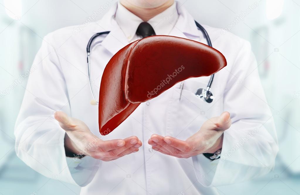Doctor with stethoscope and liver on the  hands in a hospital