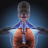 Lidské tělo (orgány) rentgenové paprsky na modrém pozadí. Vysoké rozlišení.
