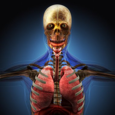 X-ışınları tarafından insan vücudu üzerinde mavi arka plan.