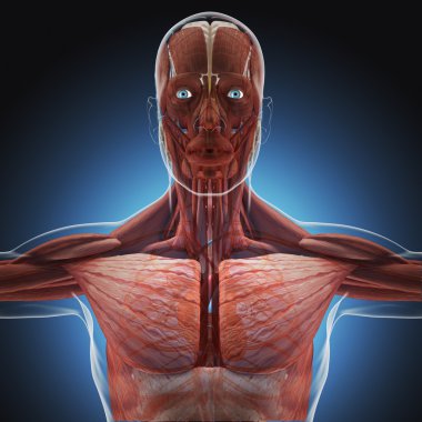 X-ışınları tarafından insan vücudu üzerinde mavi arka plan.