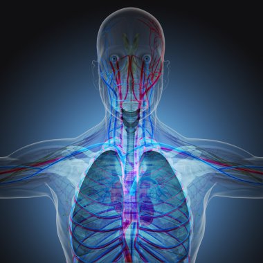X-ışınları tarafından insan vücudu üzerinde mavi arka plan.