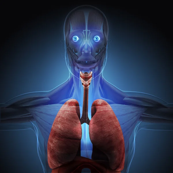 Corpul uman prin raze X pe fundal albastru . — Fotografie, imagine de stoc
