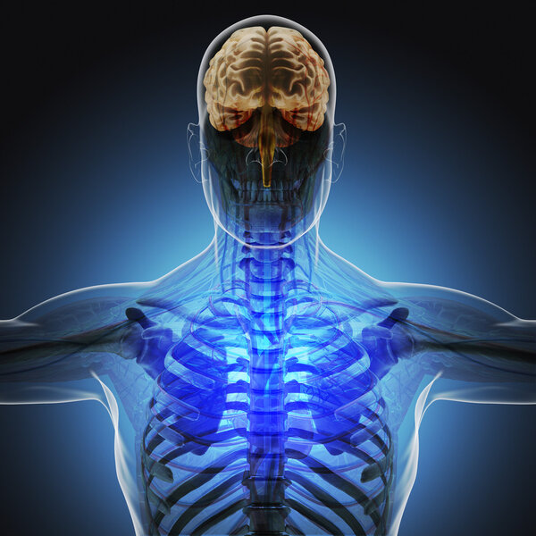 The human body (organs) by X-rays on blue background. High resolution.