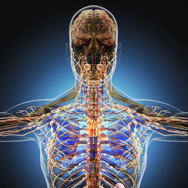 Het menselijk lichaam door x-stralen op blauwe achtergrond. — Stockfoto