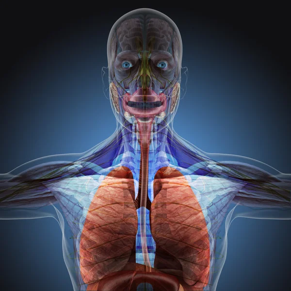 Το ανθρώπινο σώμα (όργανα) με ακτίνες χ σε μπλε φόντο. Υψηλή ανάλυση. — Φωτογραφία Αρχείου