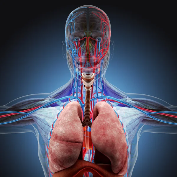 El cuerpo humano (órganos) por rayos X sobre fondo azul. Alta resolución . — Foto de Stock