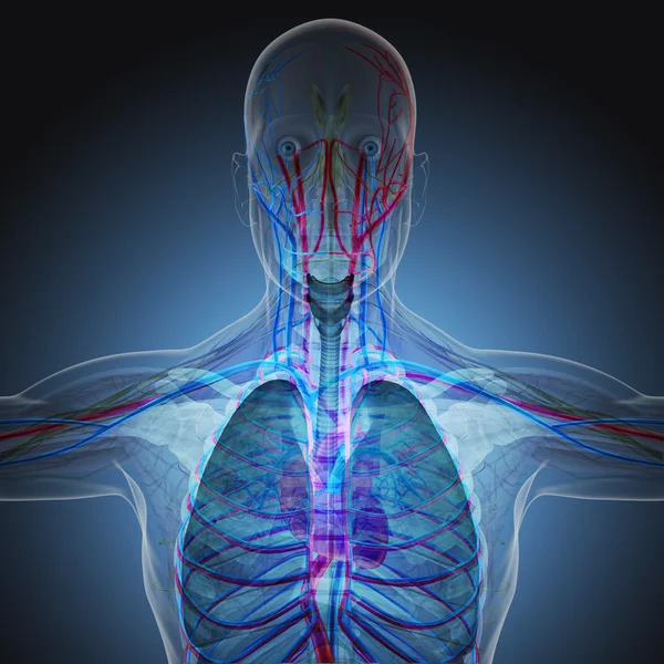 El cuerpo humano por rayos X sobre fondo azul . — Foto de Stock