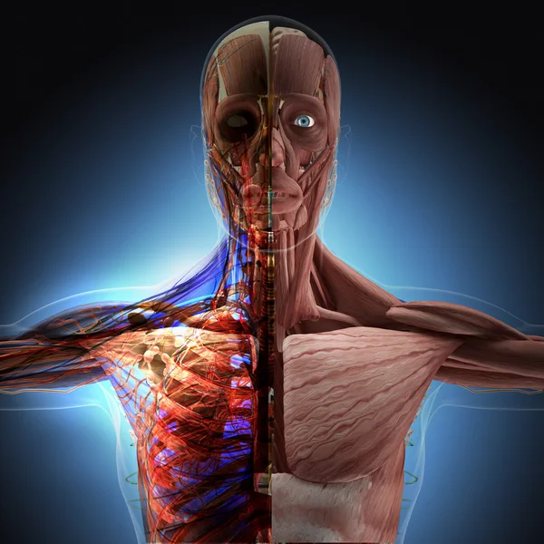 The human body by X-rays on blue background. — Stock Photo, Image
