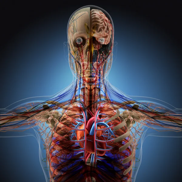 Человеческое тело рентгеновскими лучами на синем фоне . — стоковое фото