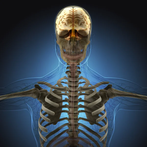 Людське тіло за рентгенівськими променями на синьому фоні . — стокове фото