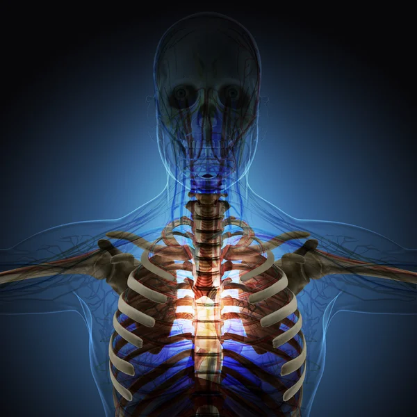 Le corps humain (organes) par rayons X sur fond bleu. Haute résolution . — Photo