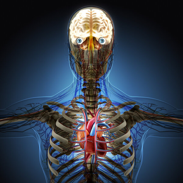 The human body by X-rays on blue background.