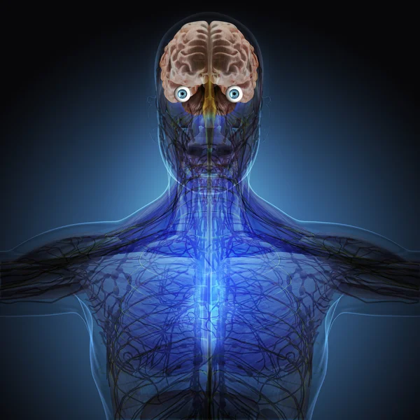 Людське тіло за рентгенівськими променями на синьому фоні . — стокове фото