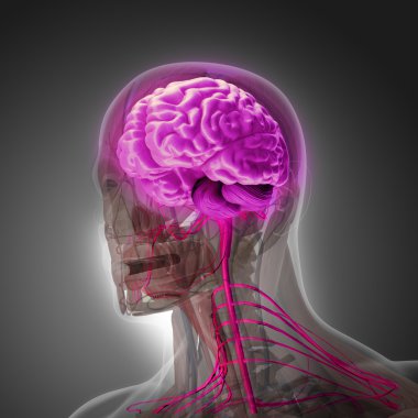 İnsan vücudu (organ) tarafından x-ışınları gri arka plan üzerinde