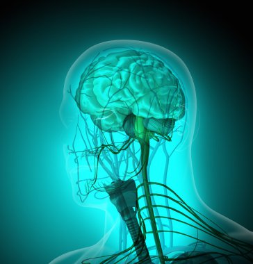 İnsan vücudunda (organ) x-ışınları tarafından mavi arka plan