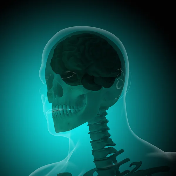 The human body (organs) by X-rays on blue background — Stock Photo, Image