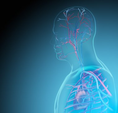 İnsan vücudunda (organ) x-ışınları tarafından mavi arka plan
