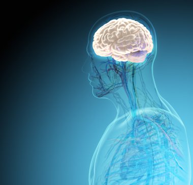 İnsan vücudunda (organ) x-ışınları tarafından mavi arka plan