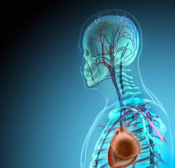 Il corpo umano (organi) a raggi X su sfondo blu — Foto Stock