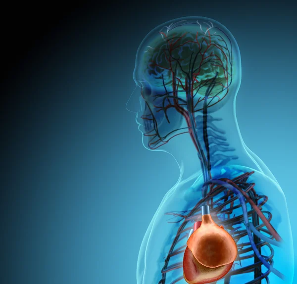 Ciała ludzkiego (organów) przez promieniowanie rentgenowskie, na niebieskim tle — Zdjęcie stockowe