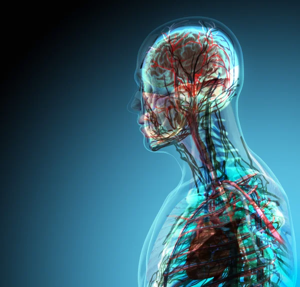 Der menschliche Körper (Organe) durch Röntgenaufnahmen auf blauem Hintergrund — Stockfoto