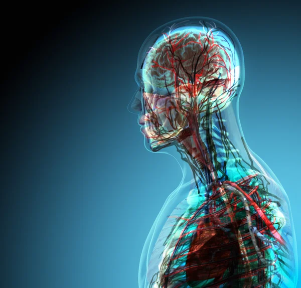 Человеческое тело (органы) с помощью рентгеновских лучей на синем фоне — стоковое фото