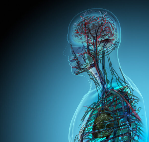 Человеческое тело (органы) с помощью рентгеновских лучей на синем фоне
