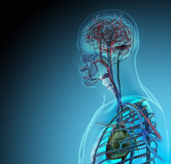 파란색 배경에 엑스레이 의해 인간의 몸 (장기) — 스톡 사진