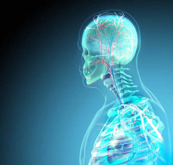 El cuerpo humano (órganos) por rayos X sobre fondo azul — Foto de Stock