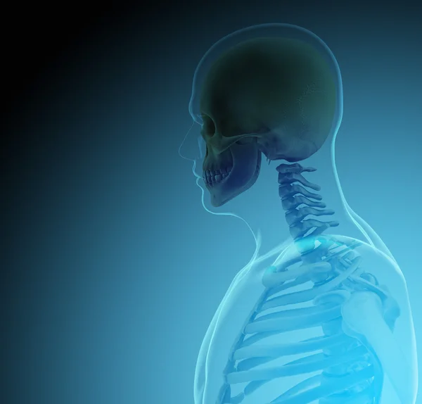 The human body (organs) by X-rays on blue background — Stock Photo, Image