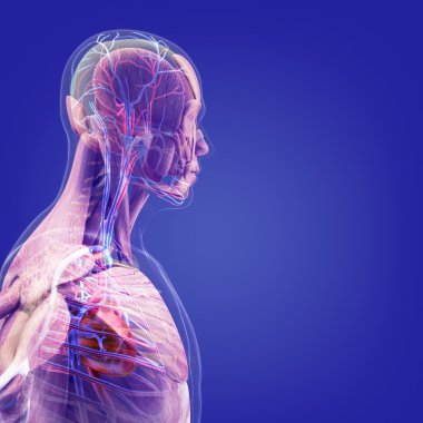 İnsan vücudunda (organ) x-ışınları tarafından mavi arka plan